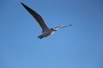 resIMG_20161126_163006_6706.JPG